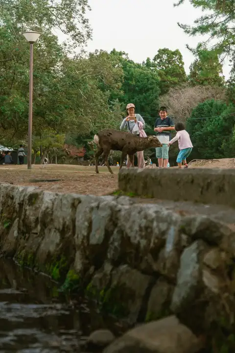 A deer walking beside a family above a small stone-lined canal in Nara