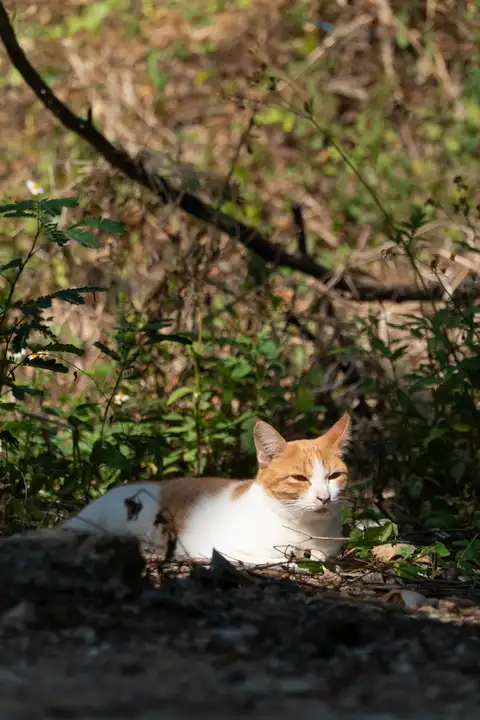 An orange and white cat lying alert among leaves and twigs on the forest floor