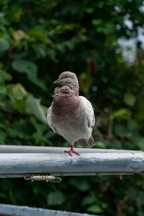 A pigeon resting on one foot against dense green foliage