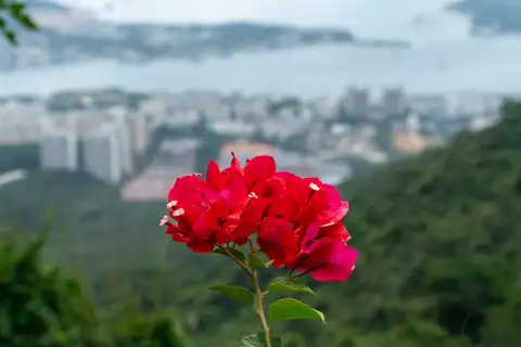 Bright red bougainvillea in focus above a hazy coastal city